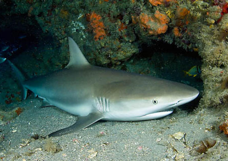 Cave of the Sleeping Sharks